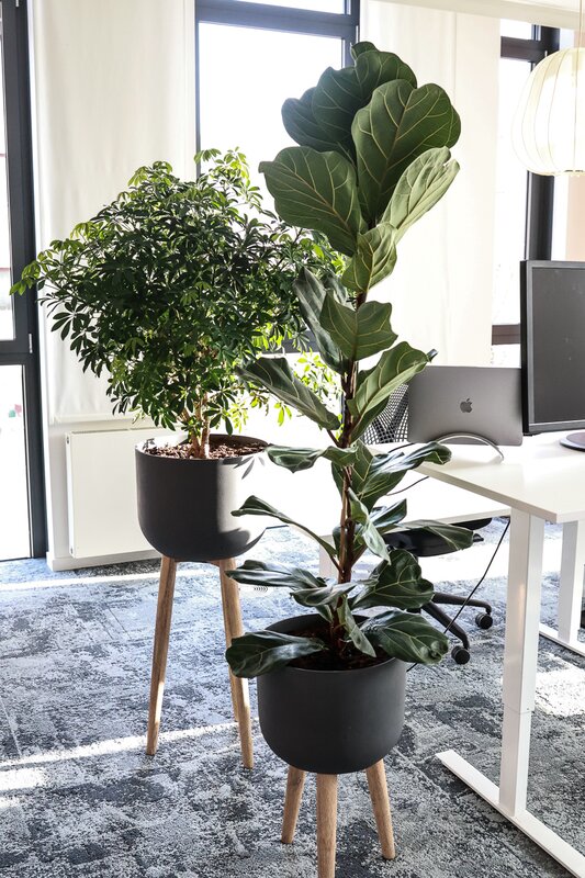 Ficus lyrata a Schefflera - Atypické květináče na nožkách ve společnosti Pure Storage