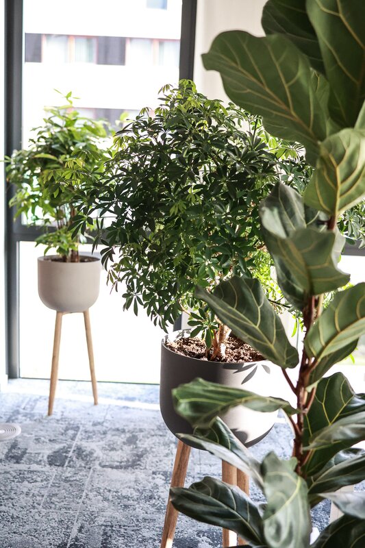 Pure Storage company - Ficus Lyrata, Schefflera