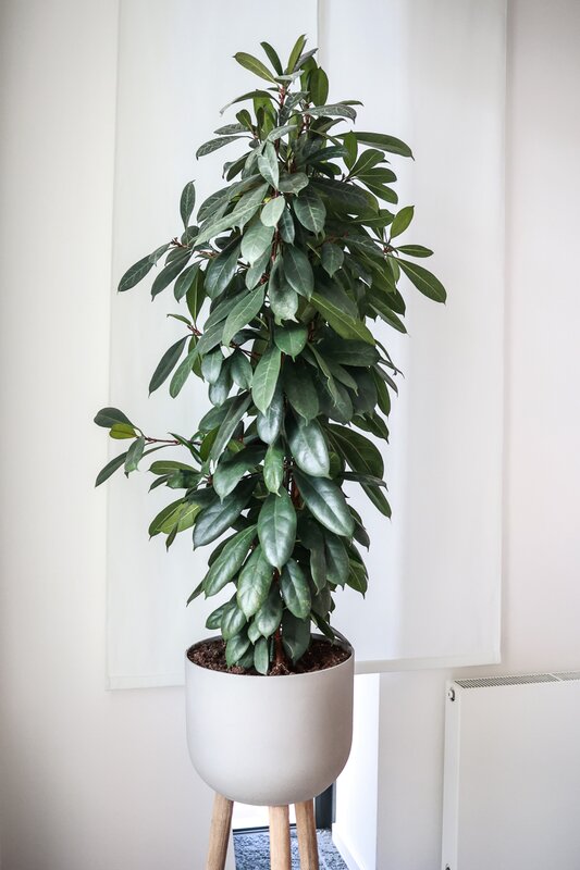 Ficus - Ficus