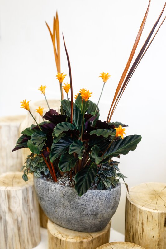 Potted durable arrangement lasts more than 1 month so beautiful - Potted durable arrangement lasts more than 1 month so beautiful