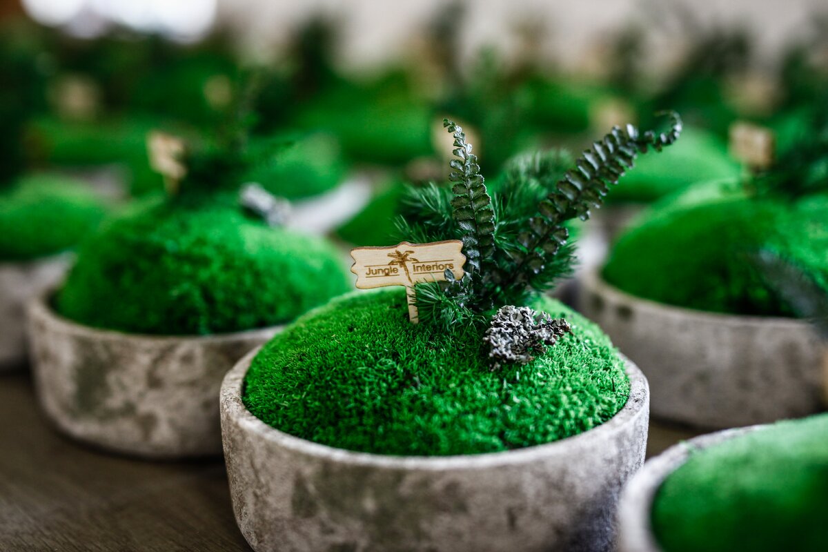 Trvanlivá dekorace z mechu - Trvanlivá dekorace ze svěže zeleného kopečkového mechu se stabilizovanou rostlinou, v betonovém obalu