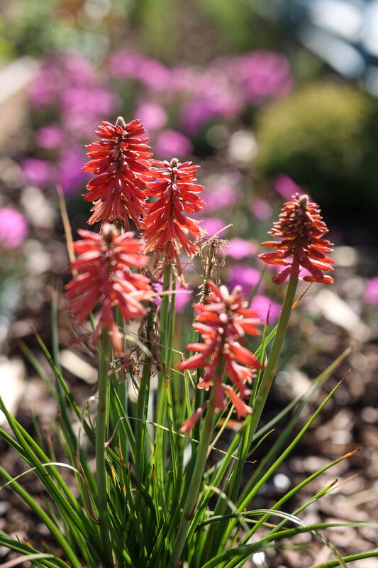 ​Exterior plants for the terrace - Exterior plants for the terrace