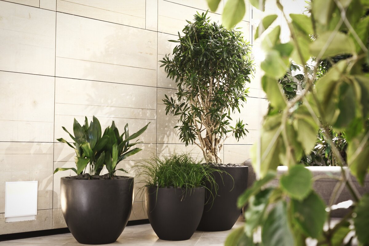 Rostliny v klastru - Skupina rostlin, Hotel Mamaison Residence Downtown