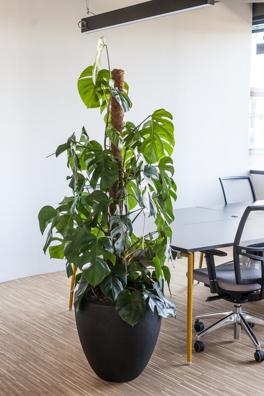 Monstera - perforated beauty - Monstera - perforated beauty