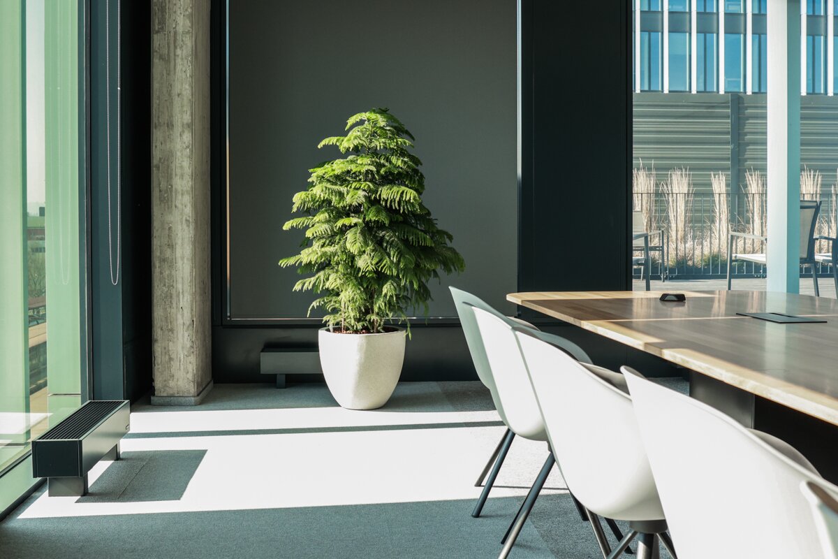 Araucária - Araucária