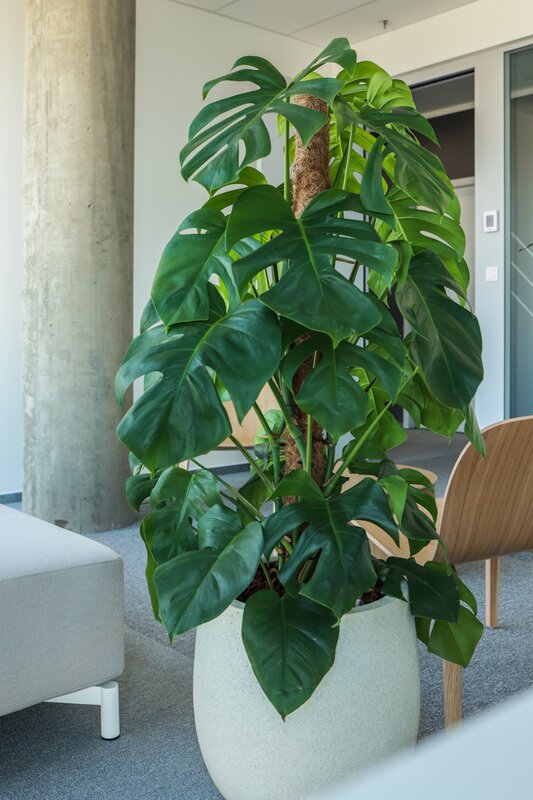 Monstera, královna rostlin - Monstera, královna rostlin