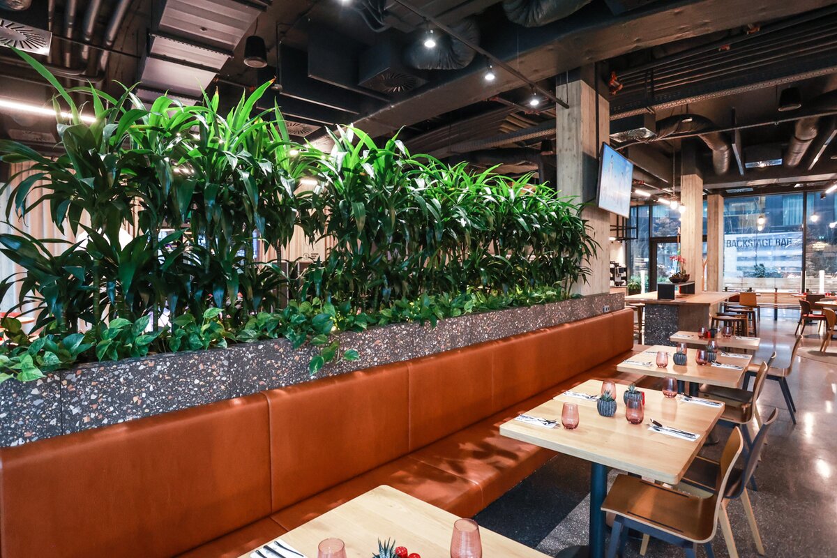 Green wall from Dracaenas - Green wall from Dracaenas in the restaurant in the Stages hotel