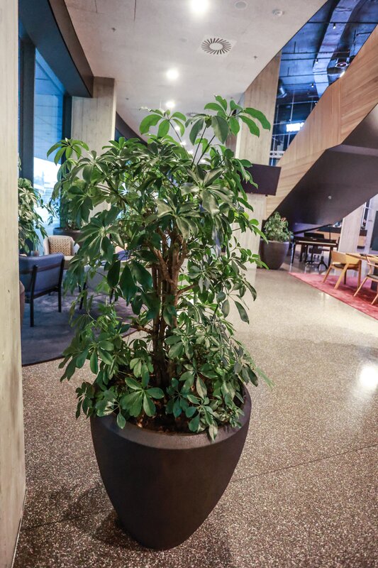 Schefflera in a black stoneware container - Schefflera in a black stoneware container