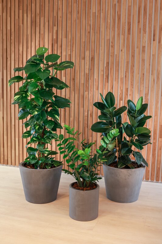 Rostliny v klastru - Skupina rostlin 