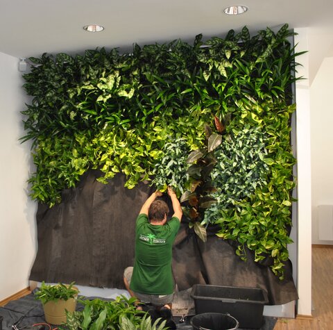 Installing our first green wall