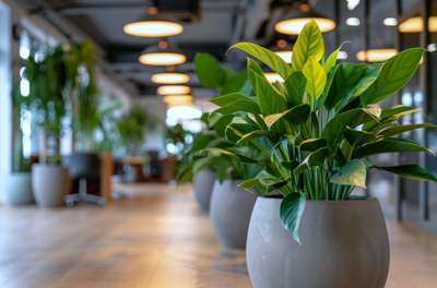 Odhalte tajemství pronájmu rostlin s péčí