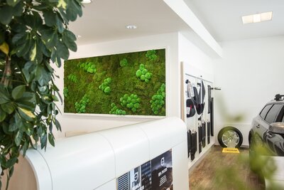 Moss picture in one Prague car showroom
