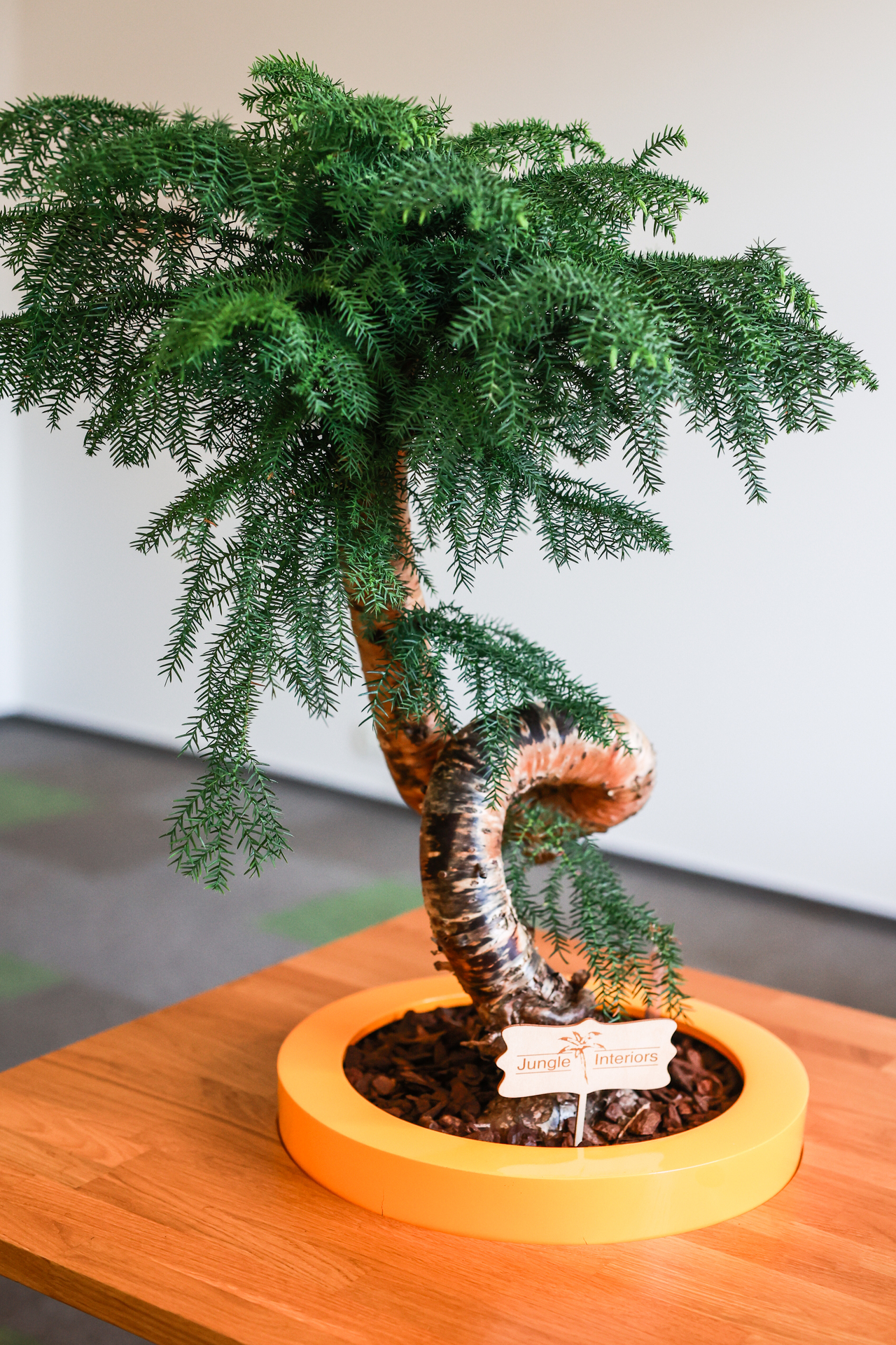 Araucaria Cunninghamii – Blahočet cunninghamův