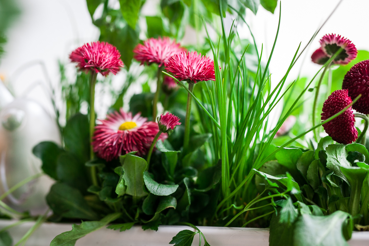 Edible planters full of fragrant herbs and flowers