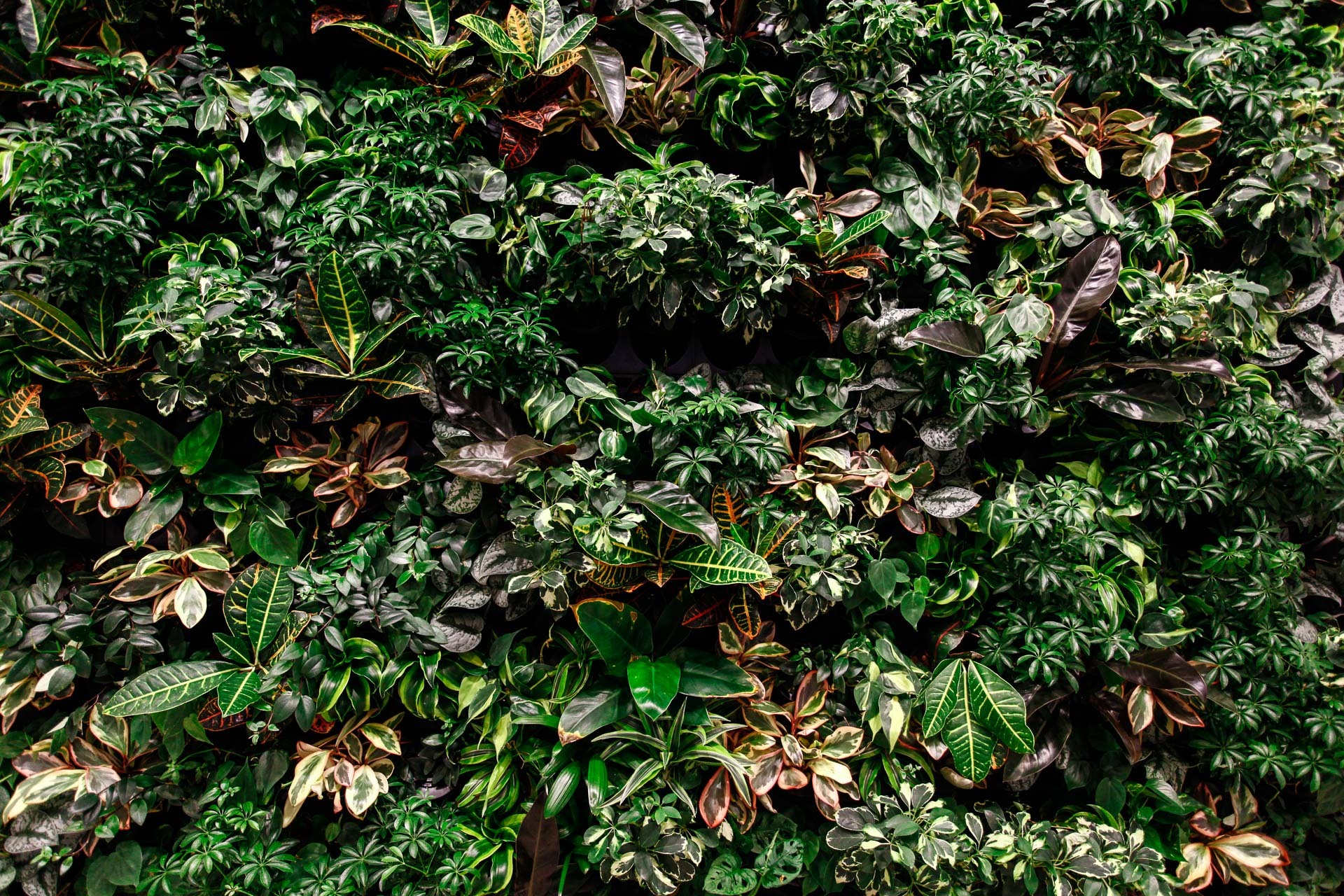 Živé zelené stěny, neboli vertikální zahrady