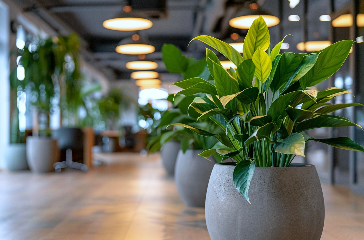 Odhalte tajemství pronájmu rostlin s péčí